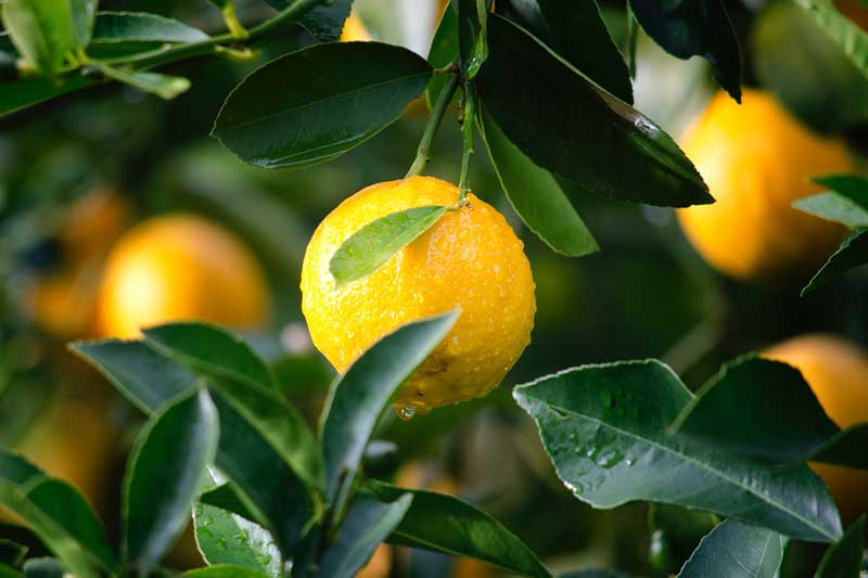 Home horticulture fruit produce image
